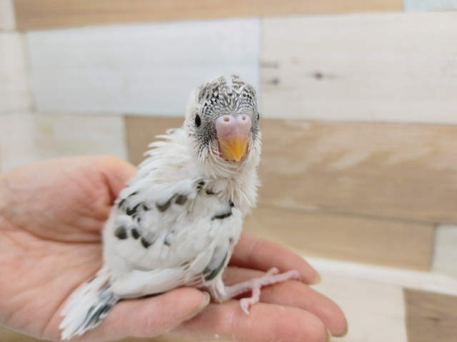 ごましお？？セキセイインコ(ハルクイン)入荷しました❤