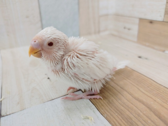 アルビノのセキセイインコさん(ヒナ)入荷しました〜❤
