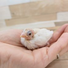 久しぶりの入荷です♪十姉妹のヒナさん❤