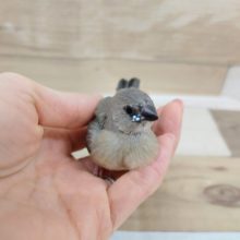 コキンチョウのヒナさん✨入荷しました❤