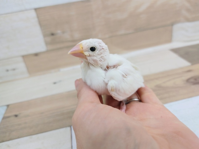 大人気✨白文鳥さん(ヒナ)入荷しました❤