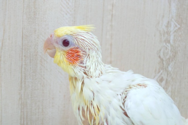 大人気！オカメインコルチノーさん、来ましたよ〜