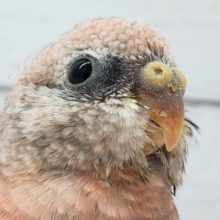 ピンクの鳥。ローズアキクサインコだよ。