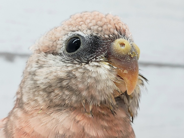 ピンクの鳥。ローズアキクサインコだよ。