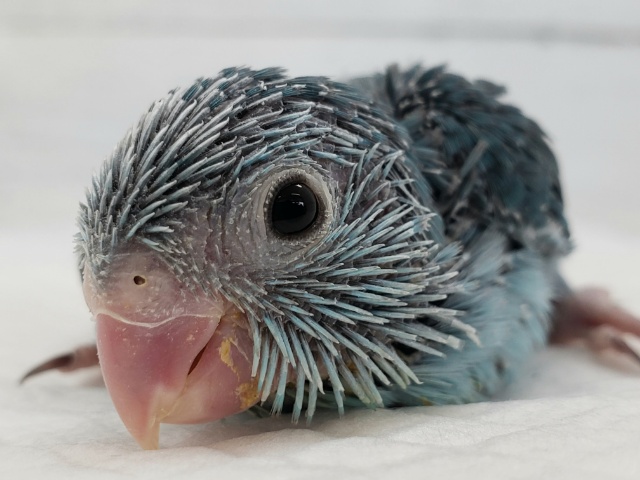 ちっちゃくてかわいい、マメルリハブルー入荷です。