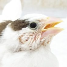 愛嬌いっぱい❤️ 十姉妹さんやって来ました～