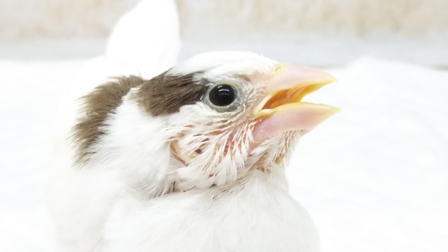 愛嬌いっぱい❤️ 十姉妹さんやって来ました～