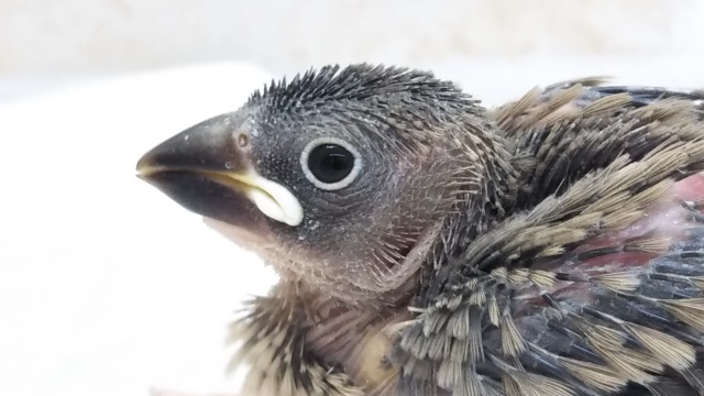 🐣写真慣れしてる!? 桜文鳥🌸