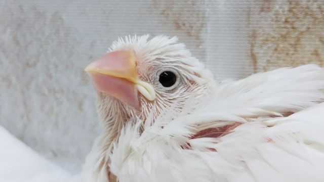 真っ白お雲みたい～☁️ 白文鳥🐥