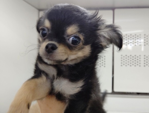 最新！お気に入りのかえるさんと！ロングコートチワワ(ブラックタン&ホワイト) 男の子♪