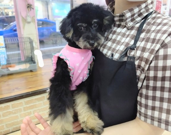 最新！レアカラー！トイプードル(ブラックタン) 女の子♪