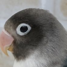 最新画像あり！　これからの成長が楽しみ🔵 ボタンインコ(ブルー)