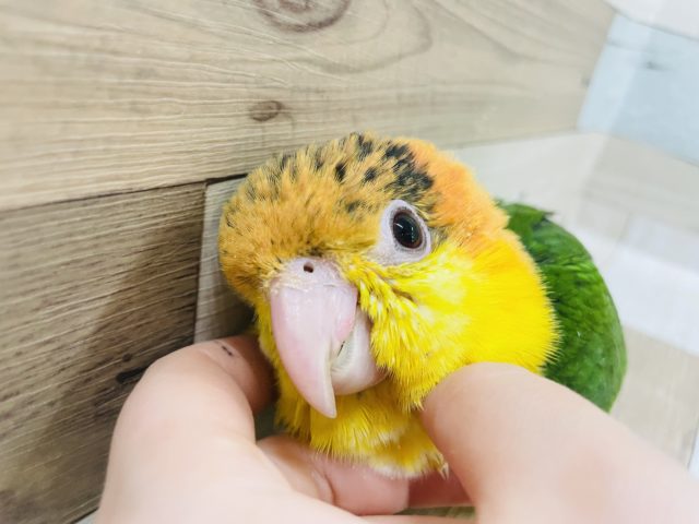 可愛すぎて声を大にして言ってもいいですか！？シロハラインコヒナ✨