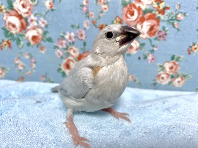 シルバー文鳥ちゃん 2/8