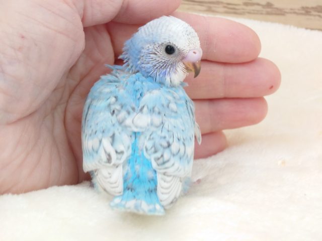 ゆるふわ締り系　セキセイインコ　ブルースパングルです☆
