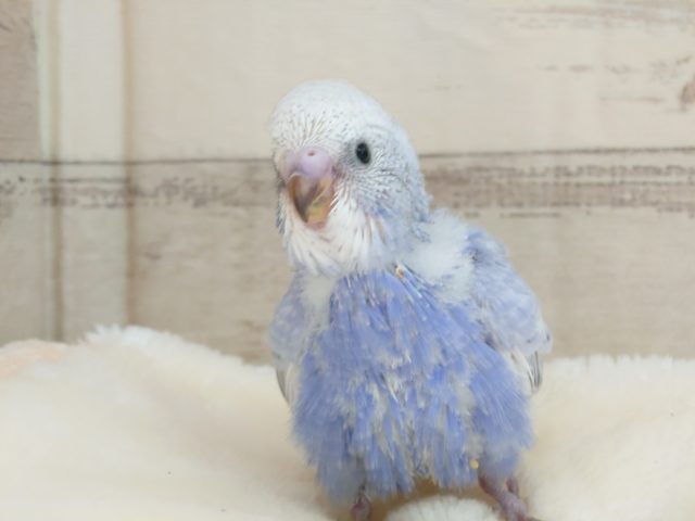 ぼってぼてのお腹が可愛いです♫　セキセイインコ　スパングル　２０２２　２月１２日
