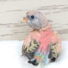 ピタッとローズアキクサインコ♪♪　2022　２月２６日