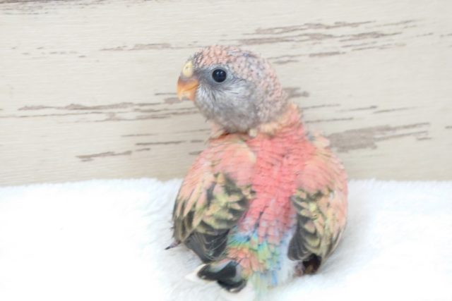 ピタッとローズアキクサインコ♪♪　2022　２月２６日