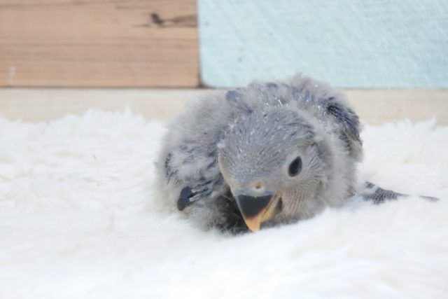 グレーのおパンツとセーター風わた毛がお似合いのヒナさん。　コザクラインコ　バイオレット～～