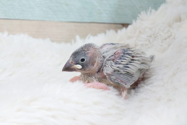 ちっこいね。。。はやく育てっ　シルバー文鳥～～