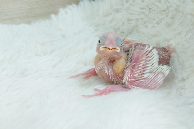 「そのう」いっぱい☆夢いっぱい～～　白文鳥ーー