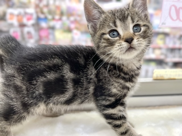 アメリカンショートヘアー（ブラウンタビー）2021年12月12日生まれ　男の子