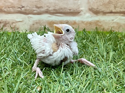 定番人気の文鳥さん♪　白文鳥のひな　2022.2/25撮影