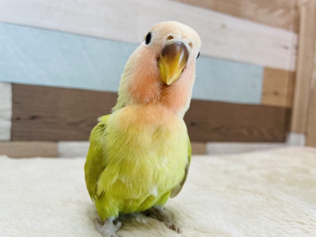 最新画像あり！！おっとりしているヒナさんです☆コザクラインコのシナモンカラー！