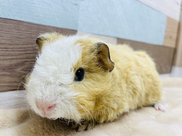 優しいカラーの可愛い仔☆テッセルモルモットの二色カラー！