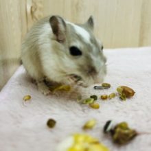 動きがかわいい♡カラージャービル女の子