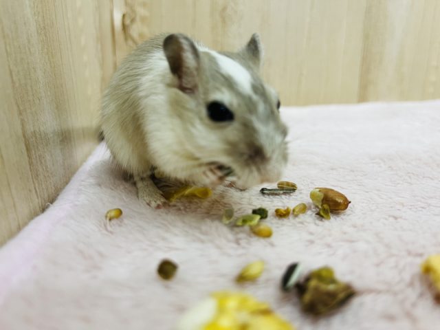 動きがかわいい♡カラージャービル女の子