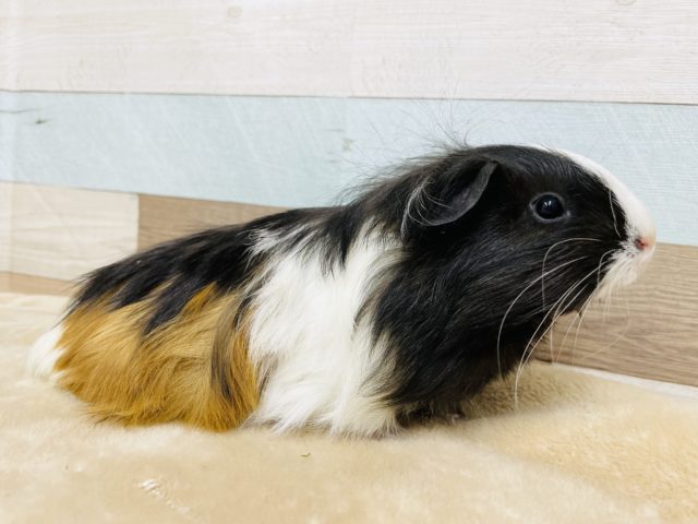 ツヤツヤ長毛のモルさん☆シェルティモルモット！