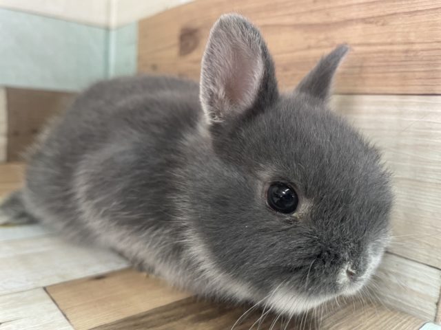 ぬいぐるみさんみたい！？　ネザーランドドワーフラビット　ブルーマーチン　男の子　