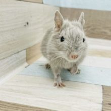 手に乗るの好き〜♪馴れる予感がプンプン♡デグーちゃん(シルバー)