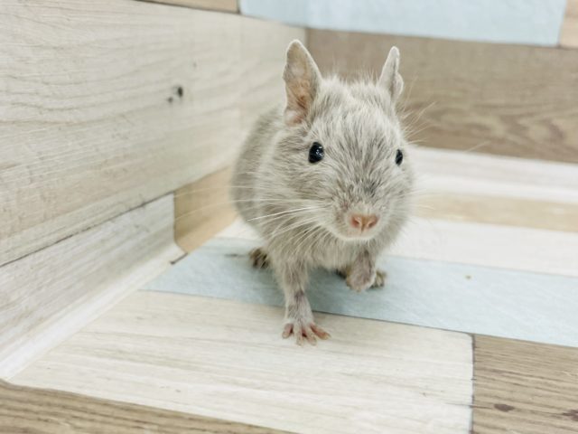 手に乗るの好き〜♪馴れる予感がプンプン♡デグーちゃん(シルバー)