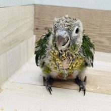 嬉しくてニヤけます♥ウロコインコ(ノーマル)