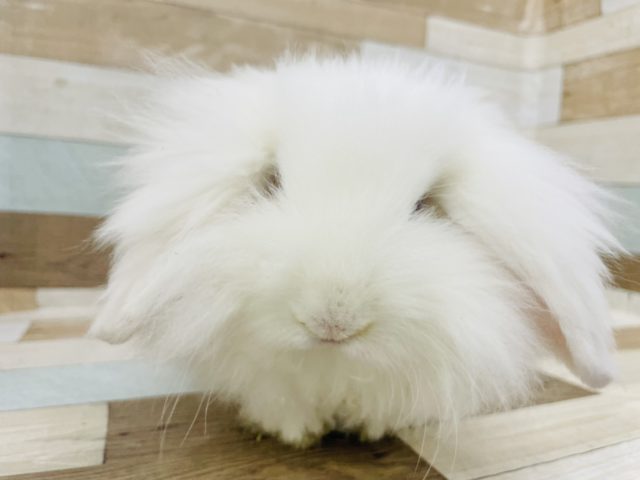 モフモフの綿毛さん♥️アメリカンファジーロップちゃん！
