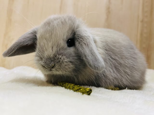 素敵カラー☆ホーランドロップイヤー男の子