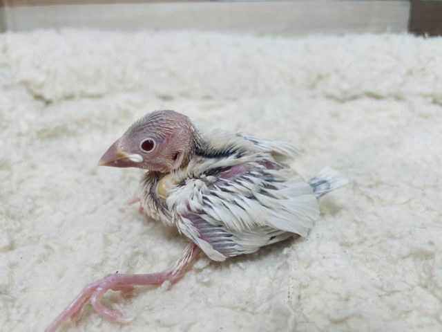 久々に入舎しました〜♪ 人気者！シルバーイノ文鳥！