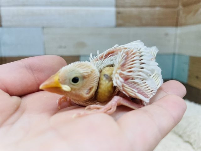 ウブウブさん♡キュンな白文鳥！