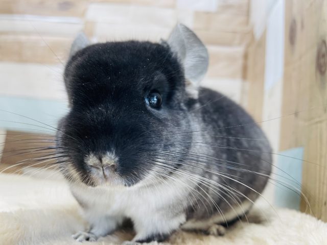 もふもふの可愛い女の子☆チンチラのブラックベルベットカラー！