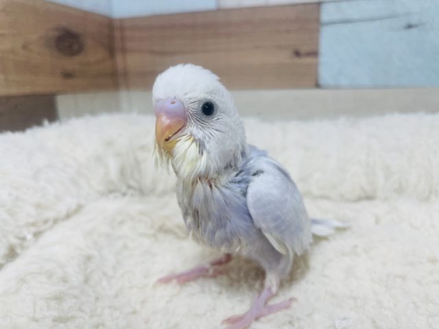 ライラックさん登場です☆ セキセイインコ　ライラック　ピンク