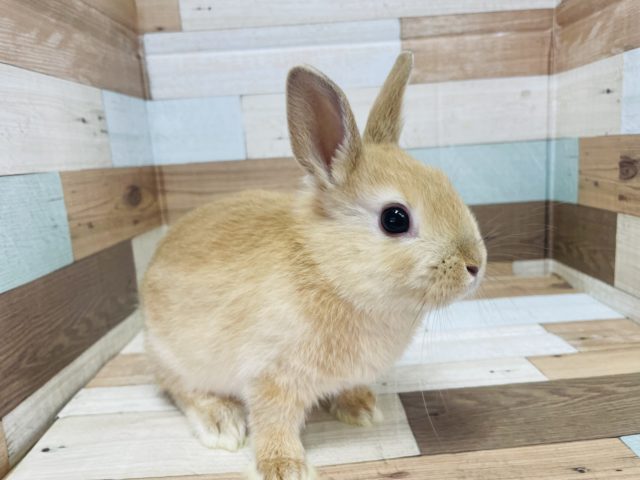 最新画像あります！！推してます♡オレンジのうささん！　ネザーランドドワーフ　