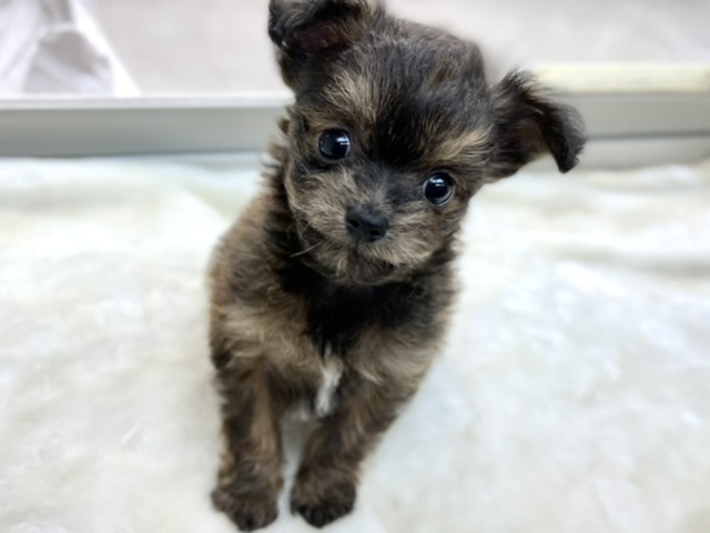 MIX犬（父トイプードル×母チワワ）2021年12月12日生まれ　男の子