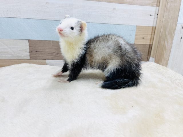 おてんばちゃんです☆マーシャルフェレットのブレイズカラー！