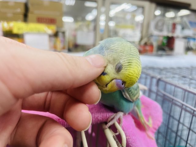 最新画像ですよ！ドヤッと登場です☆ セキセイインコ　パステルレインボースパングル