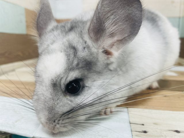 もふもふがたまらないっっ！ チンチラ(パイド) ちゃん☆