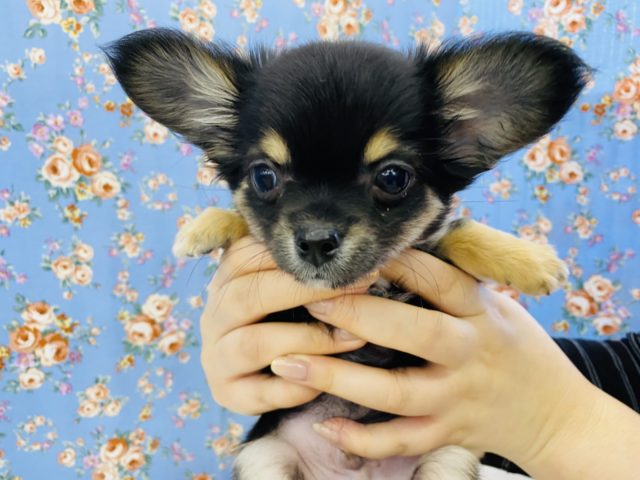 イケメンチワワ登場‼️‼️‼️