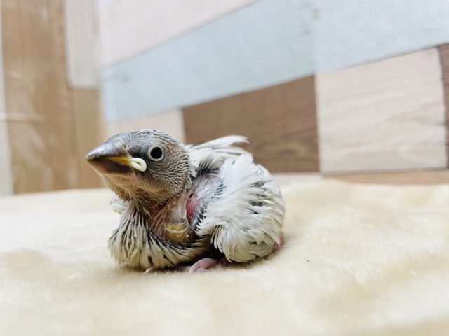 食いしん坊さんです☆シルバー文鳥のヒナ！