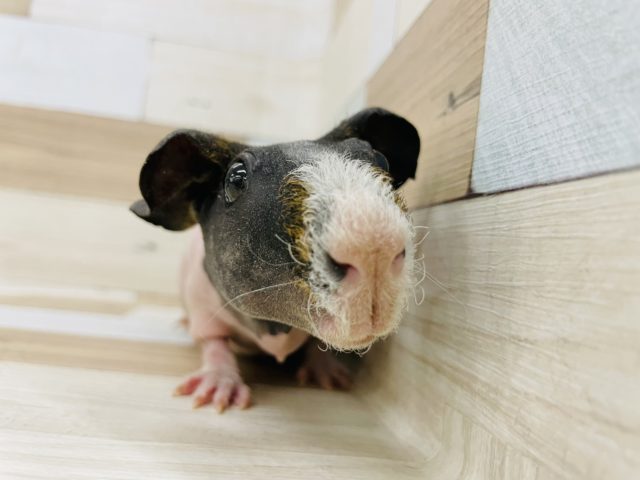 モチモチの裸ちゃん☆スキニーギニアピッグちゃん！